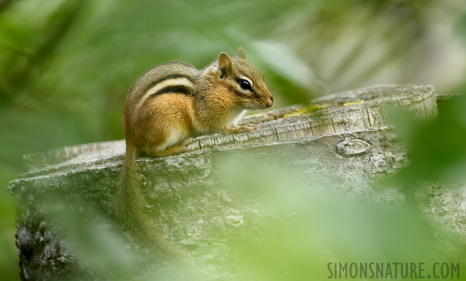 Tamias striatus lysteri [400 mm, 1/400 sec at f / 9.0, ISO 2500]